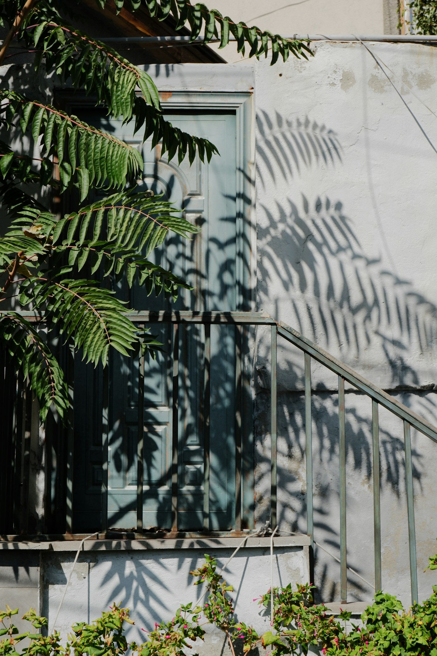 Green leaves casting soft shadows on a blue-green wall
